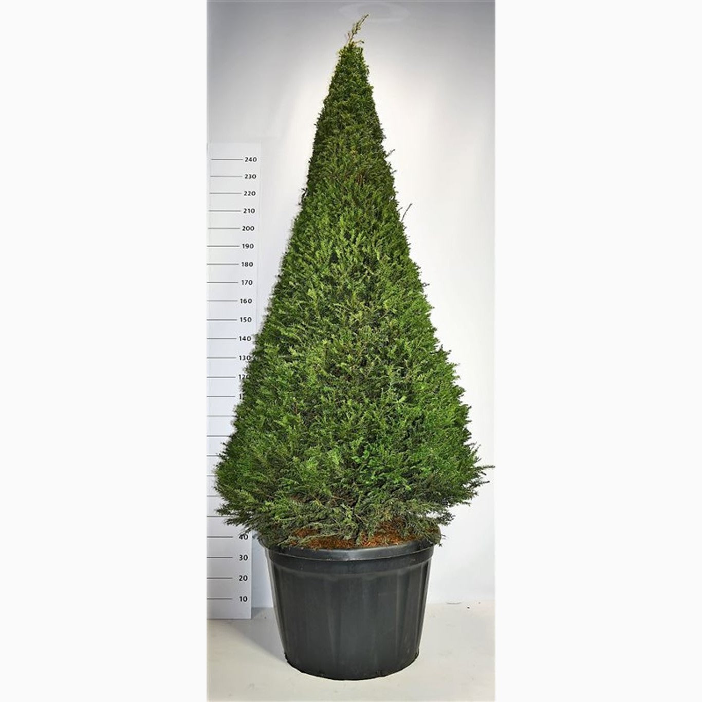 Idegran – Taxus baccata - 180-200 CM Piramide C180